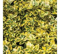 Thompson & Morgan Euonymus Emerald & Gold 3 Litre Potted Plant X 1