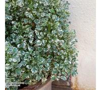 Thompson & Morgan Euonymus Fortuneii Emerald Gaiety 3 Litre Potted Plant X 1