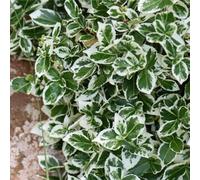 Thompson & Morgan Euonymus Fortuneii Emerald Gaiety. 3 Litre Potted Plant X 2