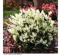 Thompson & Morgan Euonymus Himalaya, Evergreen Spindle, Japanese Spindle Tree 9Cm Pot X 1