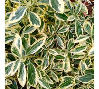 Thompson & Morgan Euonymus Japonicus Bravo 9Cm Potted Plant X 1