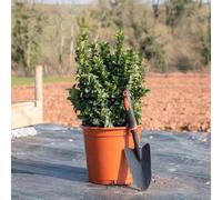 Thompson & Morgan Euonymus Japonicus Green Rocket 9Cm Potted Plant X 1
