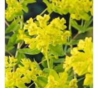 Thompson & Morgan Euphorbia Palustris 9Cm Potted Plant X 1