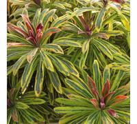 Thompson & Morgan Euphorbia X Martini Ascot Rainbow 3 Litre Potted Plant X 1