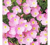 Thompson & Morgan Evening Primrose Pink Petticoats Seeds - Hardy Perennial Flower Fragrant Pink Blooms Long-Flowering (100 Seeds)