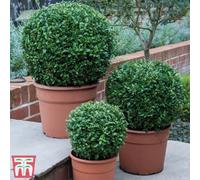 Thompson & Morgan 2 x Buxus Sempervivum Ball (Diameter 28-30cm) 23cm Pot, Green
