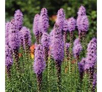 Thompson & Morgan Everlasting Perennial Liatris Spicata (4 Bulbs)