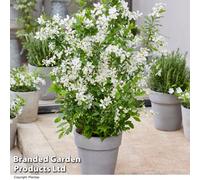 Thompson & Morgan Exochorda 'blushing Pearl' - 9Cm Potted Plant X 1