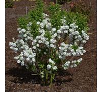Thompson & Morgan Exochorda Magical Springtime Compact White Flower Shrub 1X 3L Pot