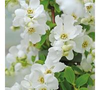 Thompson & Morgan Exochorda The Bride 3 Litre Potted Plant X 2