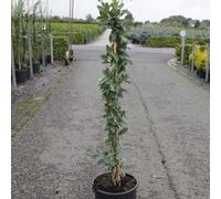 Thompson & Morgan Exochorda The Bride 9Cm Potted Plant X 2