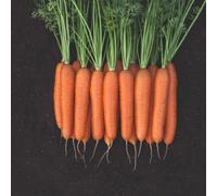 Thompson & Morgan F1 Bangor Carrot Seeds Hardy Maincrop Heavy Yield Resists Greening & Cracking Easy Grow (150 Seeds)