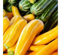 Thompson & Morgan F1 Sunstripe Marrow - High Yield Golden Yellow Summer Vegetable Garden Easy Pick Cooking