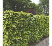 Thompson & Morgan Fagus Sylvatica Green Beech - Bare Root Tree For Privacy Screens & Formal Gardens - Easy To Grow