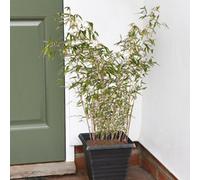 Thompson & Morgan Fargesia Murieliae 1.5 Litre Potted Plant X 1