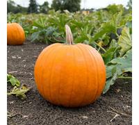 Thompson & Morgan Fast-Growing Halloween Pumpkin Seeds - Deep Orange Fruits With Green Handles - Carving & Decor - 4 Seeds