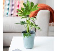 Thompson & Morgan Fatsia Japonica Spider S Web - Hardy Evergreen Shrub Japanese Aralia Variegated Foliage Shade-Loving 7.5L Pot X2