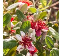 Thompson & Morgan Feijoa Sellowiana 5 Litre Potted Plant X 1