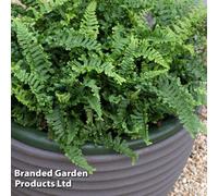 Thompson & Morgan Fern Dryopt Cristata The King 9Cm Potted Plant X 1