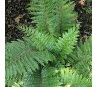 Thompson & Morgan Fern Polystichium Polyblepharum 1 Litre Potted Plant X 1