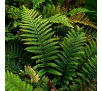 Thompson & Morgan Fern Polystichum Polyblepharum 9Cm Potted Plant X 1