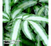 Thompson & Morgan Fern Pteris Nipponica 9Cm Pot X 1
