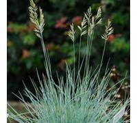 Thompson & Morgan Festuca Glauca Elijah Blue 1 Litre Potted Plant x 1