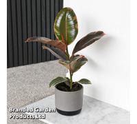 Thompson & Morgan Ficus Elastica Belize 12Cm Pot X 1