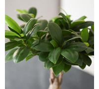 Thompson & Morgan Ficus Ginseng Bonsai - Easy Care Houseplant Striking Roots Beginner Friendly 9Cm Pot
