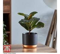Thompson & Morgan Ficus Lyrata 'compacta' (House Plant) - 1 Plant