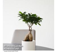 Thompson & Morgan Ficus microcarpa Ginseng 9cm Pot x 1