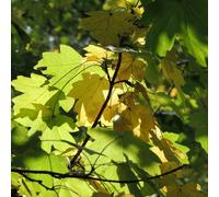 Thompson & Morgan Field Maple - 2 Litre Potted Plant X 1