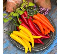 Thompson & Morgan Fiesta Sunset F1 Chilli Pepper - Vibrant Red Orange Yellow Fruit Medium-Hot Container/greenhouse 6 Seeds