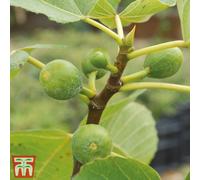 Thompson & Morgan Fig (Ficus) Carica (Green Fig) 9Cm Pot X 1