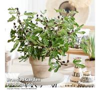 Thompson & Morgan Fig (Ficus) Little Miss Figgy Potted Plant X 2