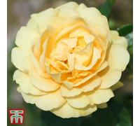 Thompson & Morgan Floribunda Rose Absolutely Fabulous 1 Bare Root Plant