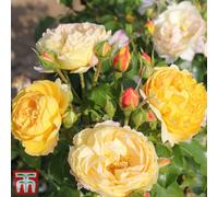 Thompson & Morgan Floribunda Rose Belle De Jour 1 Bare Root