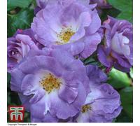 Thompson & Morgan Floribunda Rose 'blue For You' - 1 Bare Root