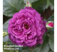 Thompson & Morgan Floribunda Rose 'ebb Tide' - 1 Bare Root