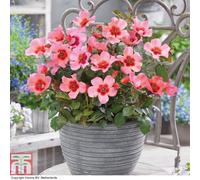 Thompson & Morgan Floribunda Rose 'for Your Eyes Only' - 2 Bare Roots