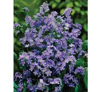 Thompson & Morgan Forget-Me-Not Royal Blue Improved 25 Percent 1 Seed Packet (250 Seeds)