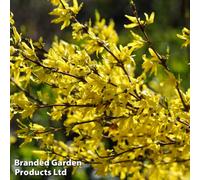 Thompson & Morgan Forsythia Intermedia 1 Bare Root Size 60/90 X 2