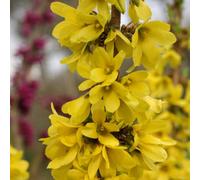 Thompson & Morgan Forsythia Intermedia Mikador 3 Litre Potted Plant X 2