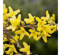 Thompson & Morgan Forsythia Intermedia Spectabilis 9Cm Pot X 2