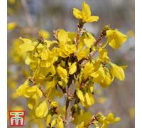 Thompson & Morgan Forsythia Mini Gold (Dwarf) 9Cm Pot X 2