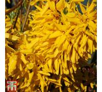 Thompson & Morgan Forsythia X Intermedia Lynwood 9Cm Pot X 1