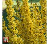 Thompson & Morgan Forsythia X Intermedia Mikador 8Cm Pot X 2