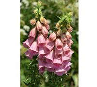 Thompson & Morgan Foxglove (Digitalis) Mertonensis 1 Litre Potted Plant X 1