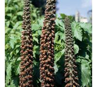 Thompson & Morgan Foxglove (Digitalis) Milk Chocolate 1 Litre Potted Plant X 1