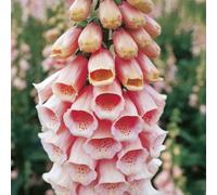 Thompson & Morgan Foxglove (Digitalis) Pur. Suttons Apricot 1 Litre Potted Plant X 1